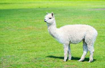 Alpaca grazing at the green summer meadow.