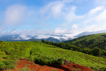 Fototapeta na wymiar beautiful view of tea hill with sea of clouds and mountains in Da Lat city, Lam Dong, Viet Nam