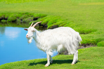 White domestic goat in a pasture next to a pond.