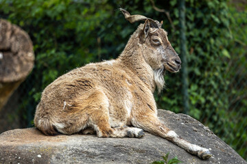 Turkmenian markhor, Capra falconeri heptneri stand on rocks