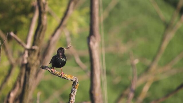 Common blackbird Turdus merula Collects Twigs For Nest Building