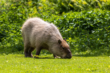 Capybara, Hydrochoerus hydrochaeris grazing on fresh green grass