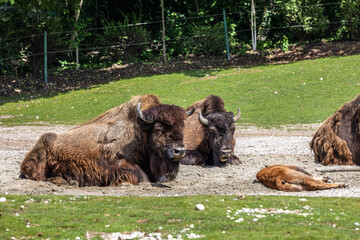 American buffalo known as bison, Bos bison in a german park