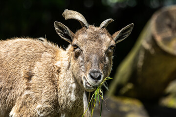 Turkmenian markhor, Capra falconeri heptneri living on the rocks