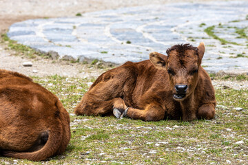 Obraz premium Young baby Heck cattle, Bos primigenius taurus or aurochs in a German park