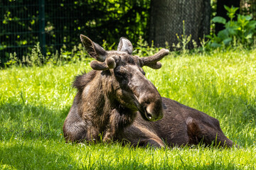 Fototapeta premium European Moose, Alces alces, also known as the elk