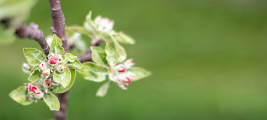 Pink flowers of a blossoming apple tree on a sunny day close-up in nature outdoors. Apple tree blossoms in spring. Selective focus. Beautiful apple orchard plantation. Banner with copy space.
