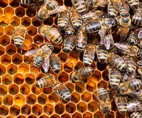 The work of bees in the hive in spring.
The bees clean and restore the combs, and also deliver the first nectar and pollen to them.
