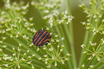 アカスジカメムシ