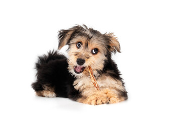 Cute puppy with dental stick in mouth and looking at camera. Fluffy puppy teething. 4 months old...