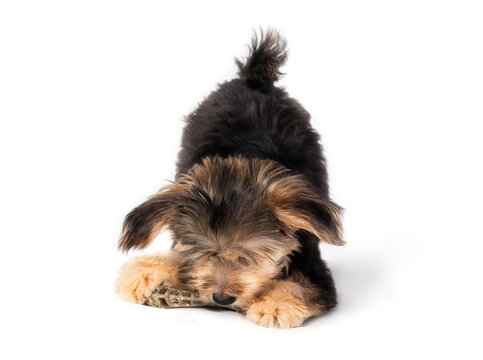 Tiny puppy playing with chew toy. Isolated fluffy 4 months old male morkie dog with front legs lowered in ready to pounce body language. Black and brown color. Selective focus. White background. - Powered by Adobe