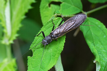オオヤマカワゲラ