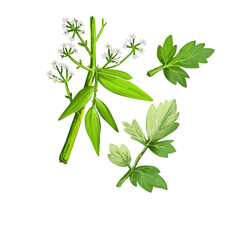 Apium prostratum, sea celery variable herb native to coastal Australia and New Zealand. Apium prostratum var. filiforme - headland sea celery, mangrove sea celery digital art illustration, watercolor