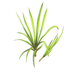 Cymbopogon refractus or barbed wire grass, perennial grass native to Australia digital art illustration. Australian natural green grass, aromatic herb, cooking seasoning, summer watercolor plant.