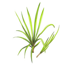 Fototapeta premium Cymbopogon refractus or barbed wire grass, perennial grass native to Australia digital art illustration. Australian natural green grass, aromatic herb, cooking seasoning, summer watercolor plant.