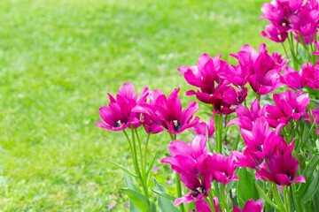 Colorful magenta tulips in full bloom in the garden with copy space.