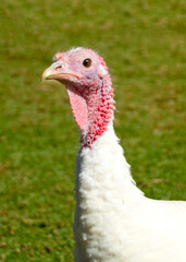 Close up of a white turkey on grass