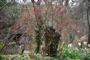 ヒヨドリジョウの実