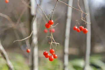 ヒヨドリジョウの実