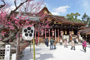 Naklejka premium 北野天満宮 拝殿と梅の花 京都市上京区