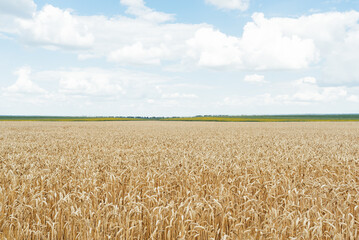 Soft selective focus of a field of golden ears of wheat under a blue sky with white clouds. Wheat is the Agriculture of Independence Ukraine.
