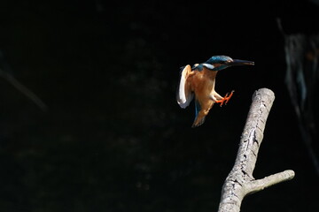 Fototapeta na wymiar kingfisher in flight