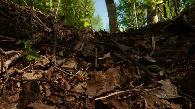 Ants crawl along a forest path in the forest.