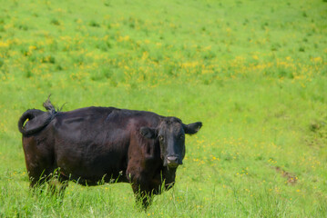 Pretty cows in a Quebec farm in the Canadian coutryside