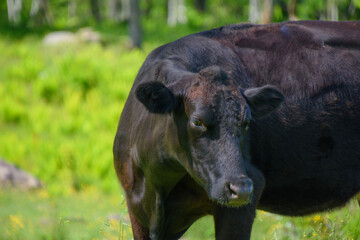 Pretty cows in a Quebec farm in the Canadian coutryside
