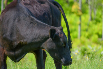 Pretty cows in a Quebec farm in the Canadian coutryside