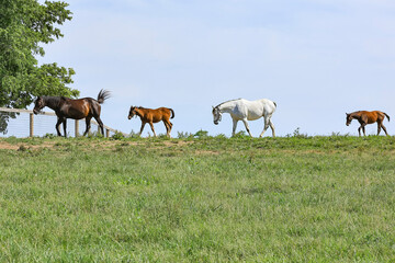 Two broodmares and their foals in a line walking on a ridge in a green pasture with a blue sky.