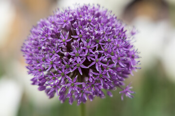 Allium, ornamental flowering onion, close-up