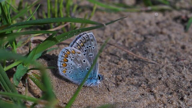 A butterfly with blue wings sits on the sand. Butterfly with blue wings