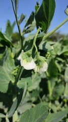 white flower of pea on sky background