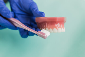 Denture for dentistry students with transparent orthodontics