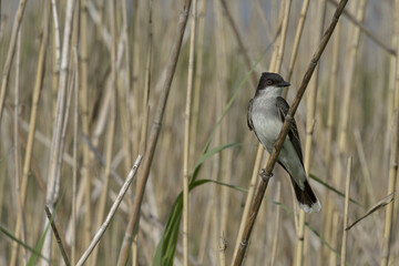 Eastern Kingbird perched on copy space of stalks