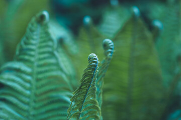 Natural fern pattern. Beautiful plant background with green leaves. Floral design. Macro fern frond. Spiral young buds