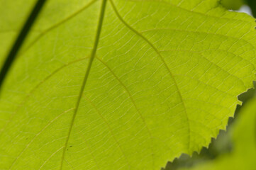 Fototapeta na wymiar Grape leaf under the sunlight, you can see right through it. Macro photo.