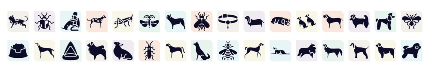 dog breeds fullbody filled icons set. glyph icons such as toyger cat, hughing dog, strepsiptera, bas hound, english mastiff, greyhound, tibetan mastiff, bullmastiff, sheltie icon.