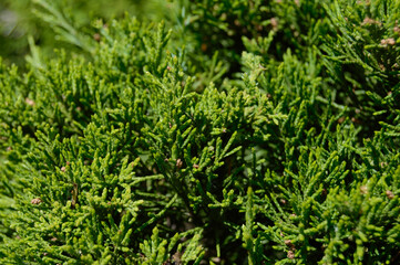 Green thuja sprigs in a close up view. Background picture.
