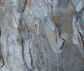 Bark surface of a conifer tree. Background picture.