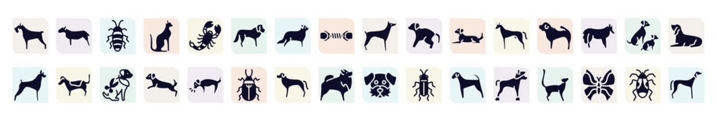 dog breeds fullbody filled icons set. glyph icons such as miniature schnauzer, madagascan, st bernard, scold the dog, shar pei, jack russell terrier, dog scaping, rottweiler, chinese crested