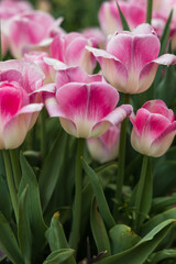 White tulips with pink edges in the garden