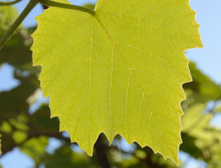 Grape leaf under the sunlight, you can see right through it. Macro photo.