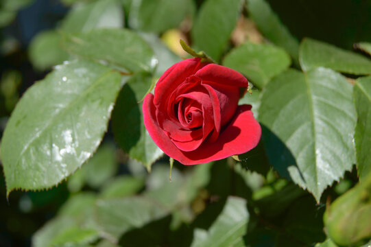 Tender red rose - close up photo. Background picture.