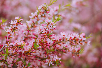 Prunus tenella blossoms close up. Nature floral background. Pink dwarf Russian almond flowers in spring. Seasonal wallpaper. Blossom tree branch