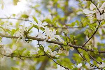 Magnolia kobus blossoms close up. Nature floral background. White magnolia flowers in spring. Seasonal wallpaper. Blooming Kobushi branch on blurred background
