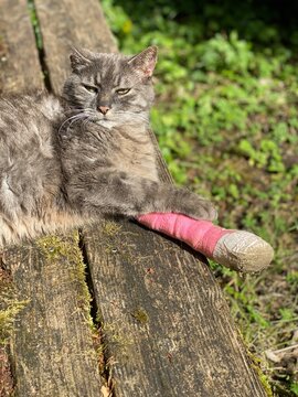 Grauer Kater liegt auf Holzterrasse hat ein Verband um seine verletzte Pfote