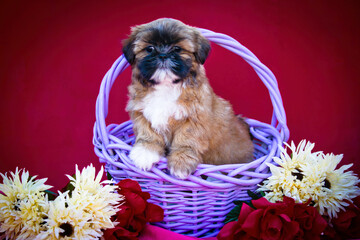 Shih Tzu Stands in a Purple Basket Surrounded by Flowers