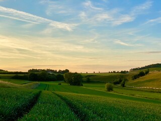 Obraz premium Getreidefeld in der Dämmerung, verläuft bis in den Horizont, zwei Furchen spaltet das Feld mit den hochgewachsenen Ähren, Baumreihe im Hintergrund, hügelige Landschaf, Himmel , Sonnenuntergang